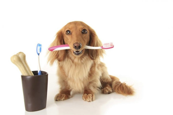 Cuidados Essenciais com Seu Pet